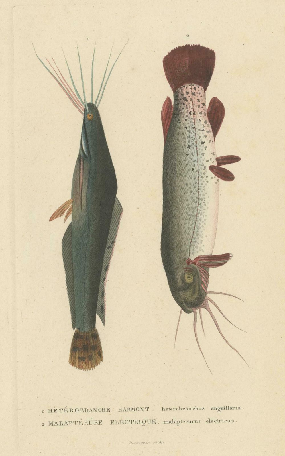 Antique Fish Print Of The African Catfish And Electric Catfish By Drapiez '1853' photo for sale