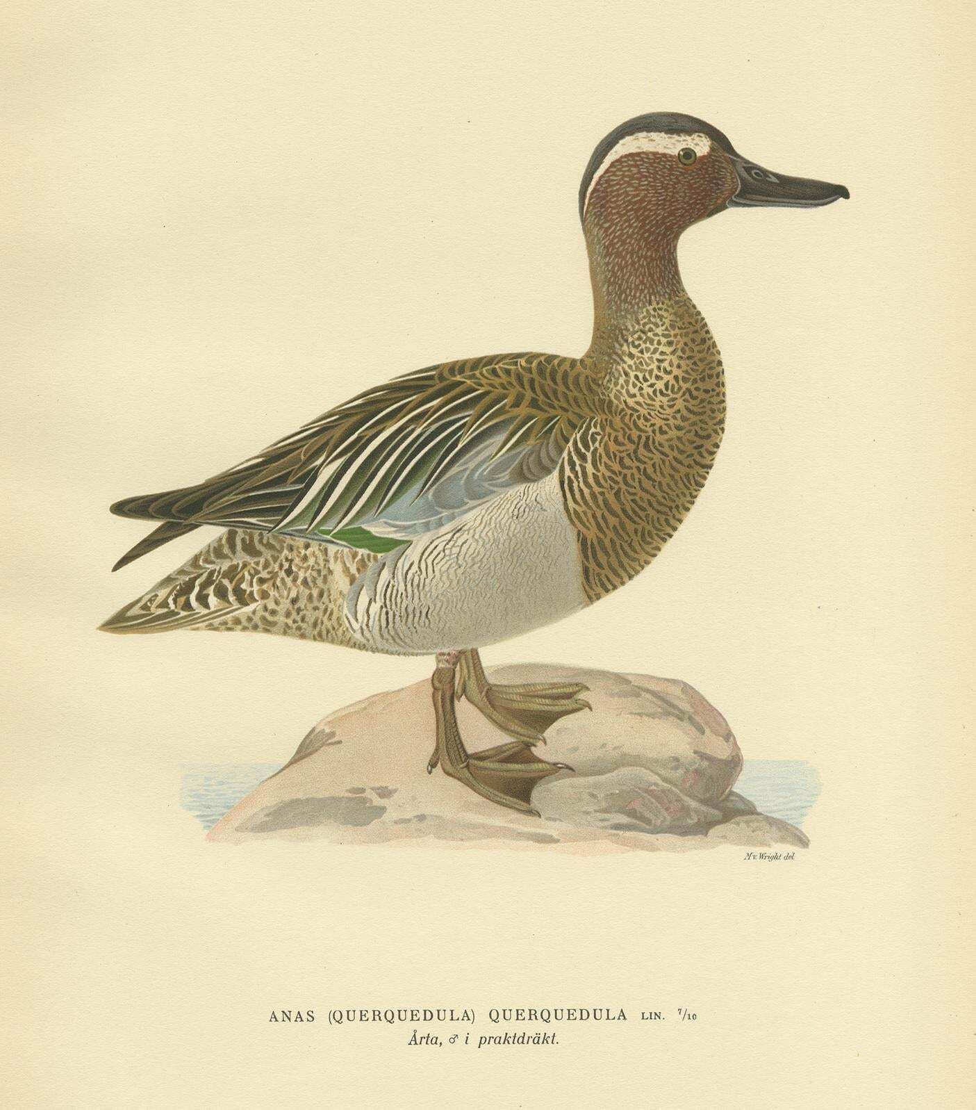Antique Bird Print Of The Garganey Duck By Von Wright '1929' photo furniture