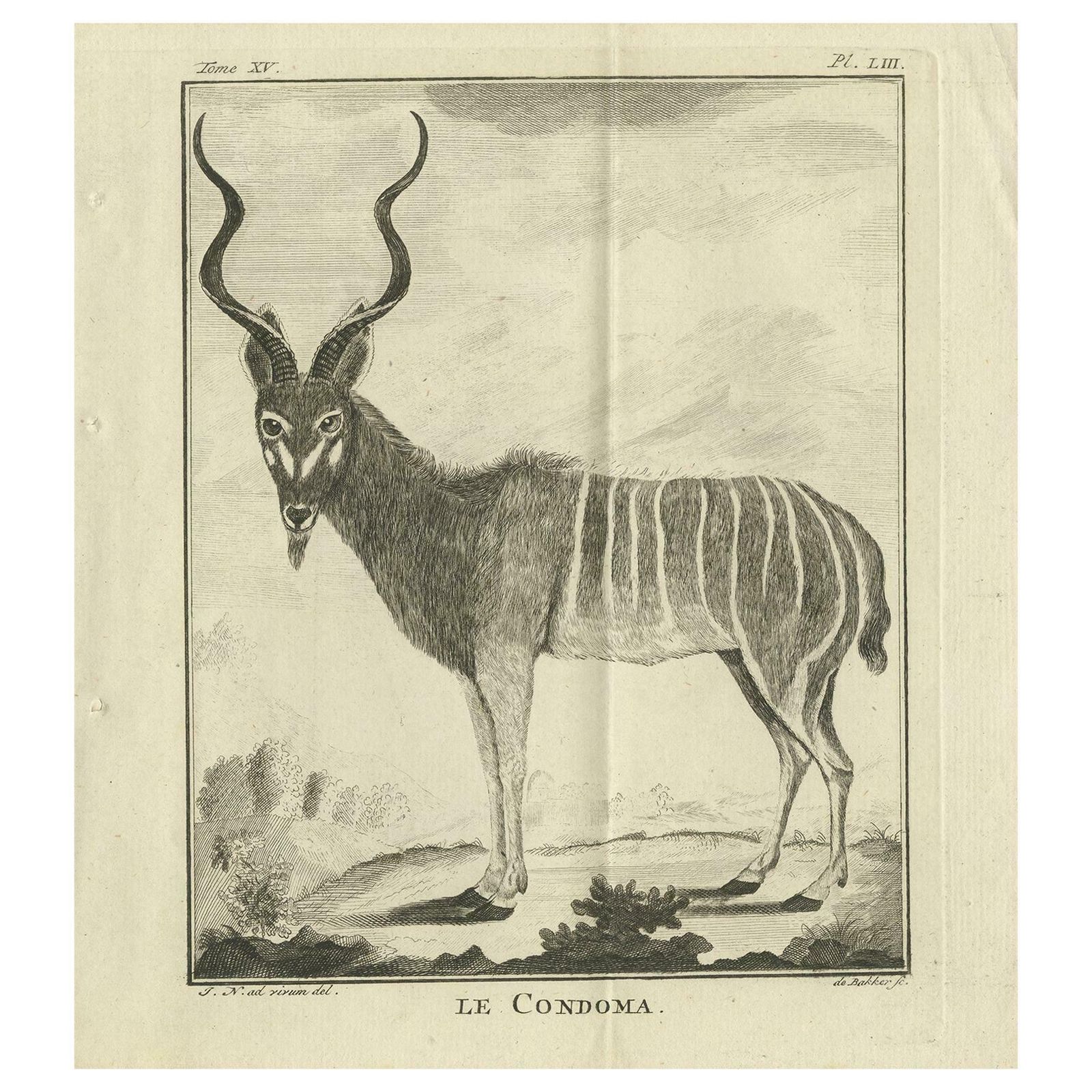 Pl. 53 Antique Print Of An Antelope Species By Buffon 'Circa 1770'