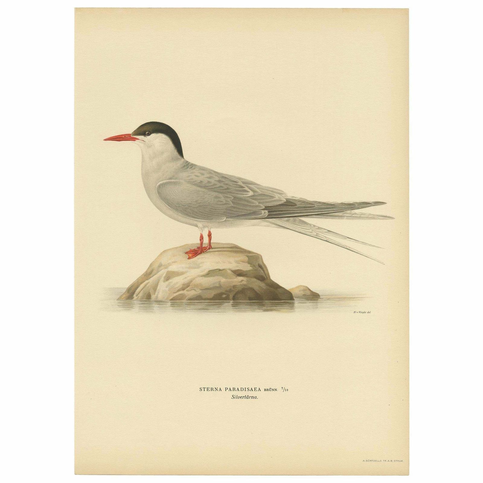 Antique Bird Print Of The Arctic Tern By Von Wright, 1927