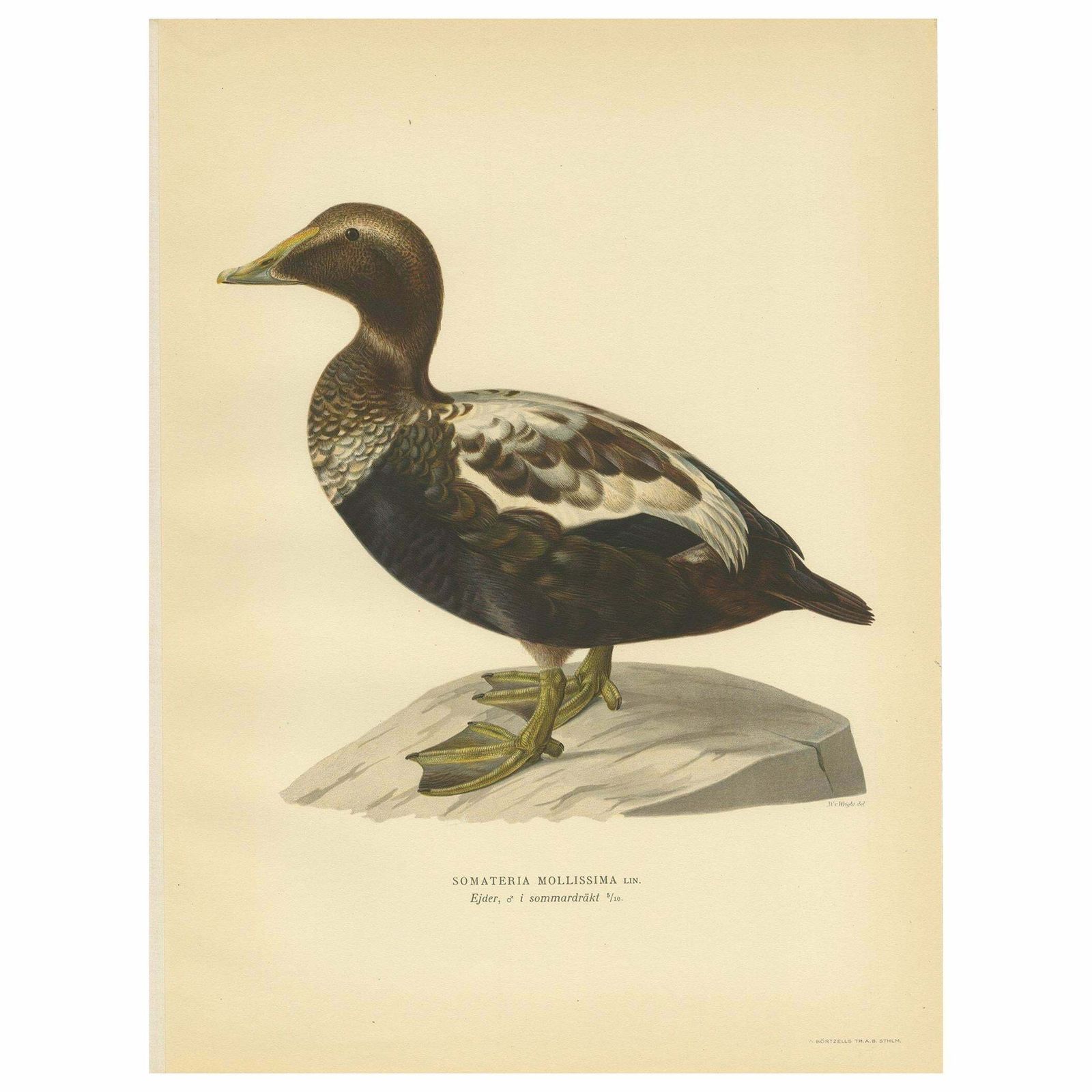 Antique Bird Print Of A Male Common Eider By Von Wright, '1929'