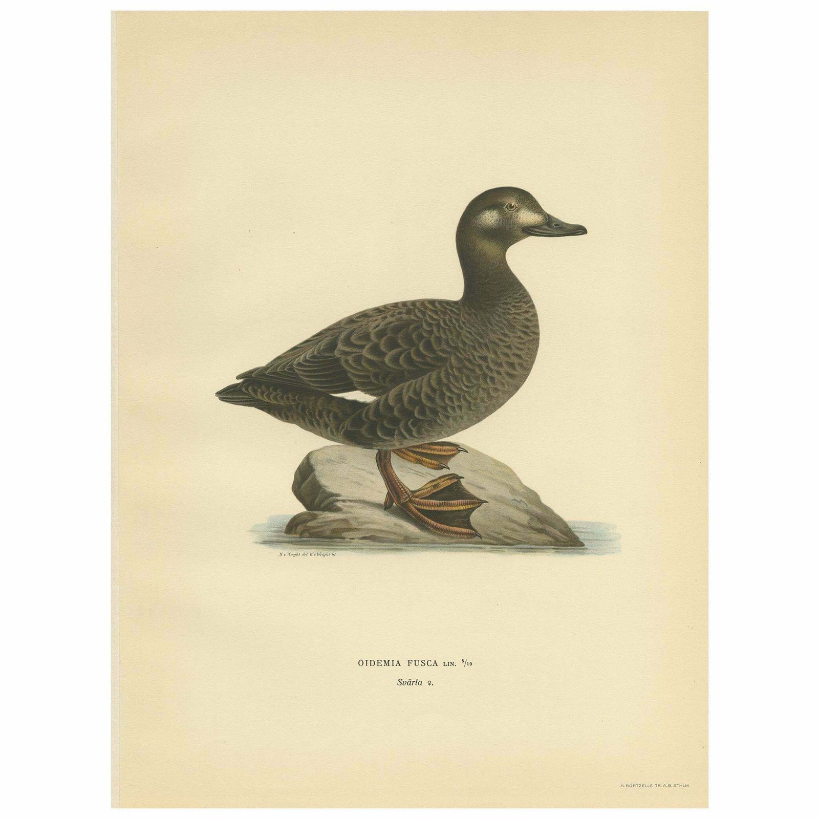 Antique Bird Print Of The Velvet Scoter By Von Wright '1929'