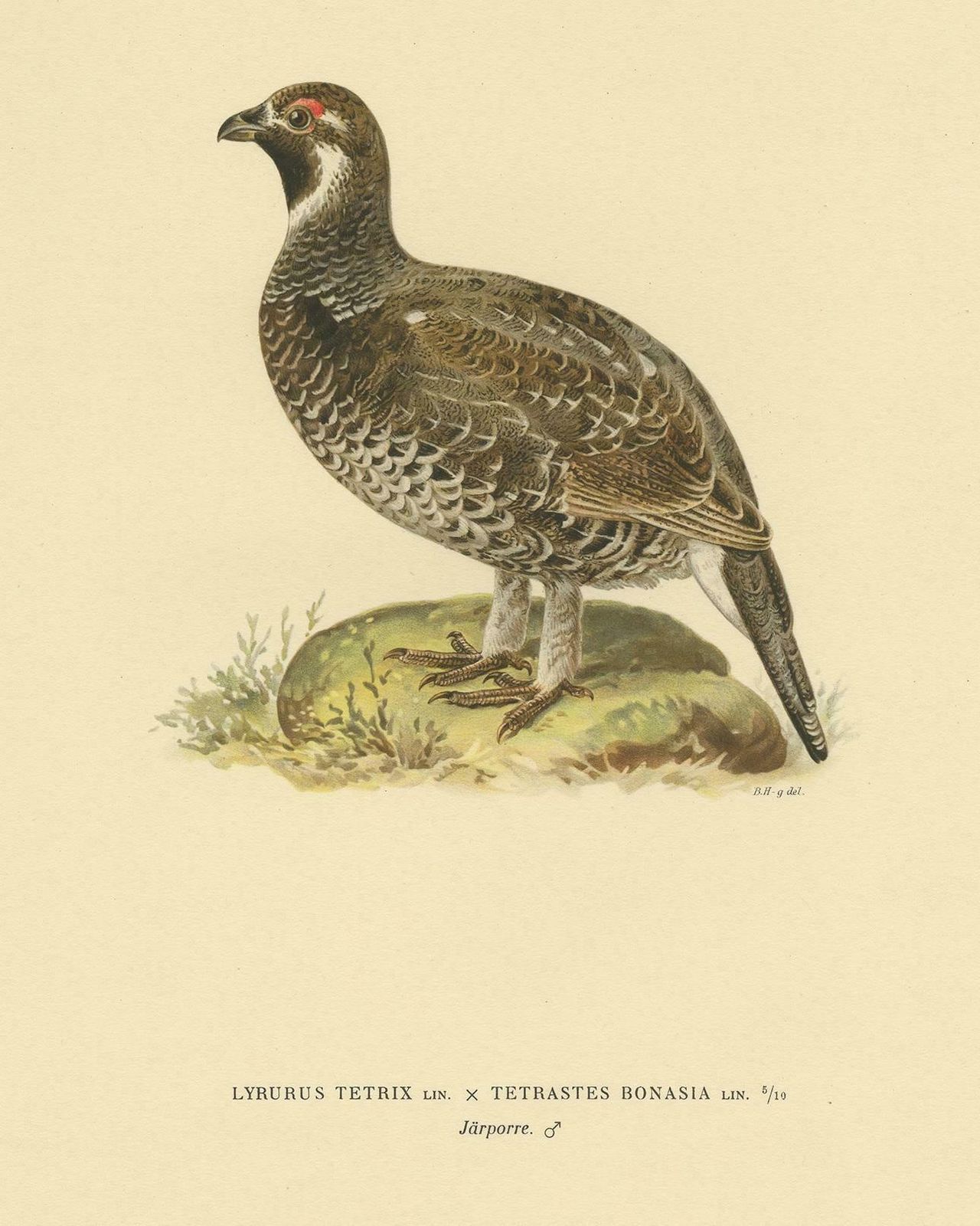 Antique Bird Print Of The Hazel Grouse By Von Wright '1927' photo furniture