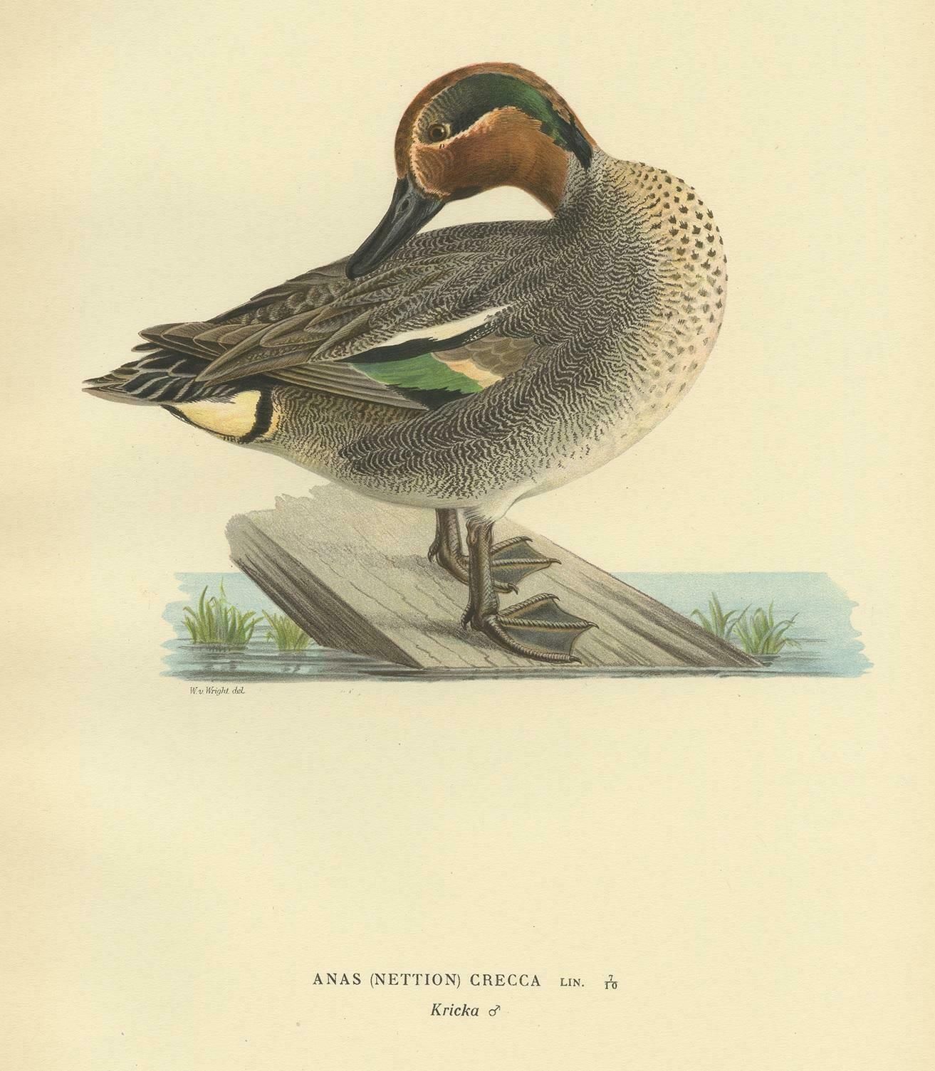 Antique Bird Print Of The Eurasian Teal By Von Wright '1929' photo for sale