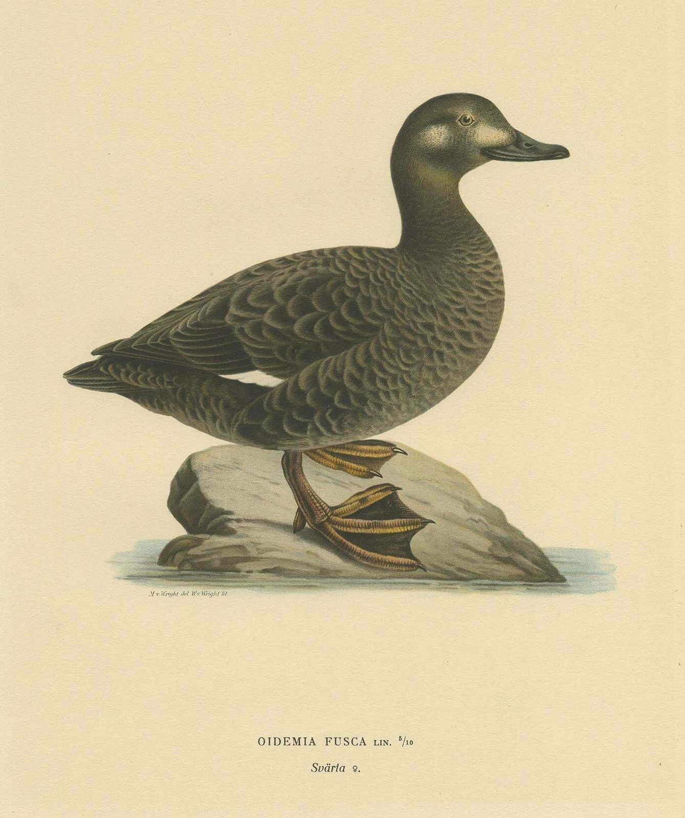 Antique Bird Print Of The Velvet Scoter By Von Wright '1927' photo for sale