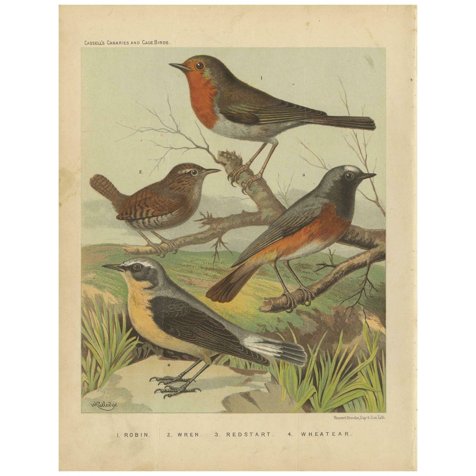 Antique Bird Print Of The Robin, Wren, Redstart And Wheatear, Circa 1880