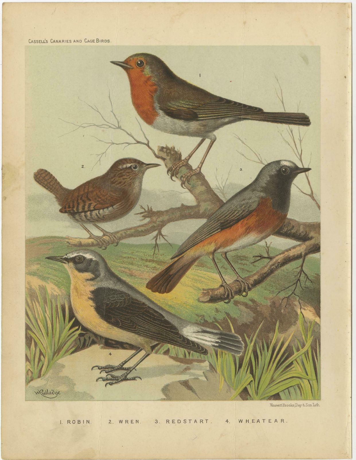 Antique Bird Print Of The Robin, Wren, Redstart And Wheatear, Circa 1880 photo Art