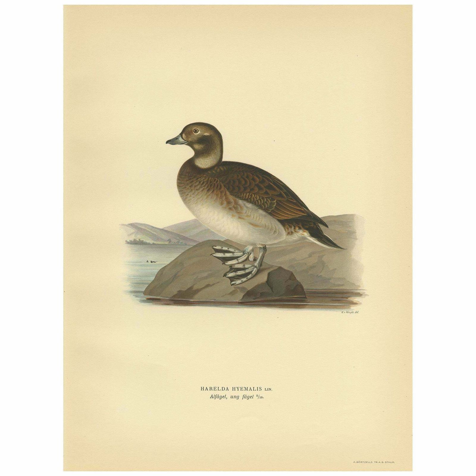 Antique Bird Print Of A Young Female Long Tailed Duck By Von Wright '1929'