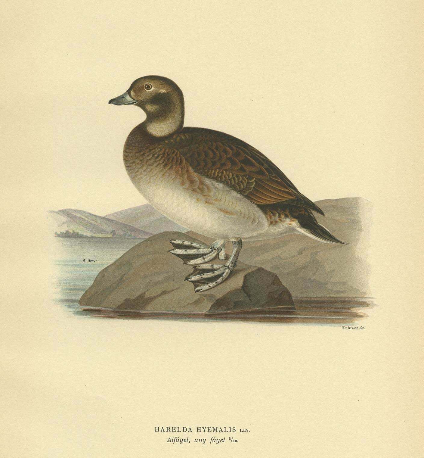 Antique Bird Print Of A Young Female Long Tailed Duck By Von Wright '1929' photo furniture