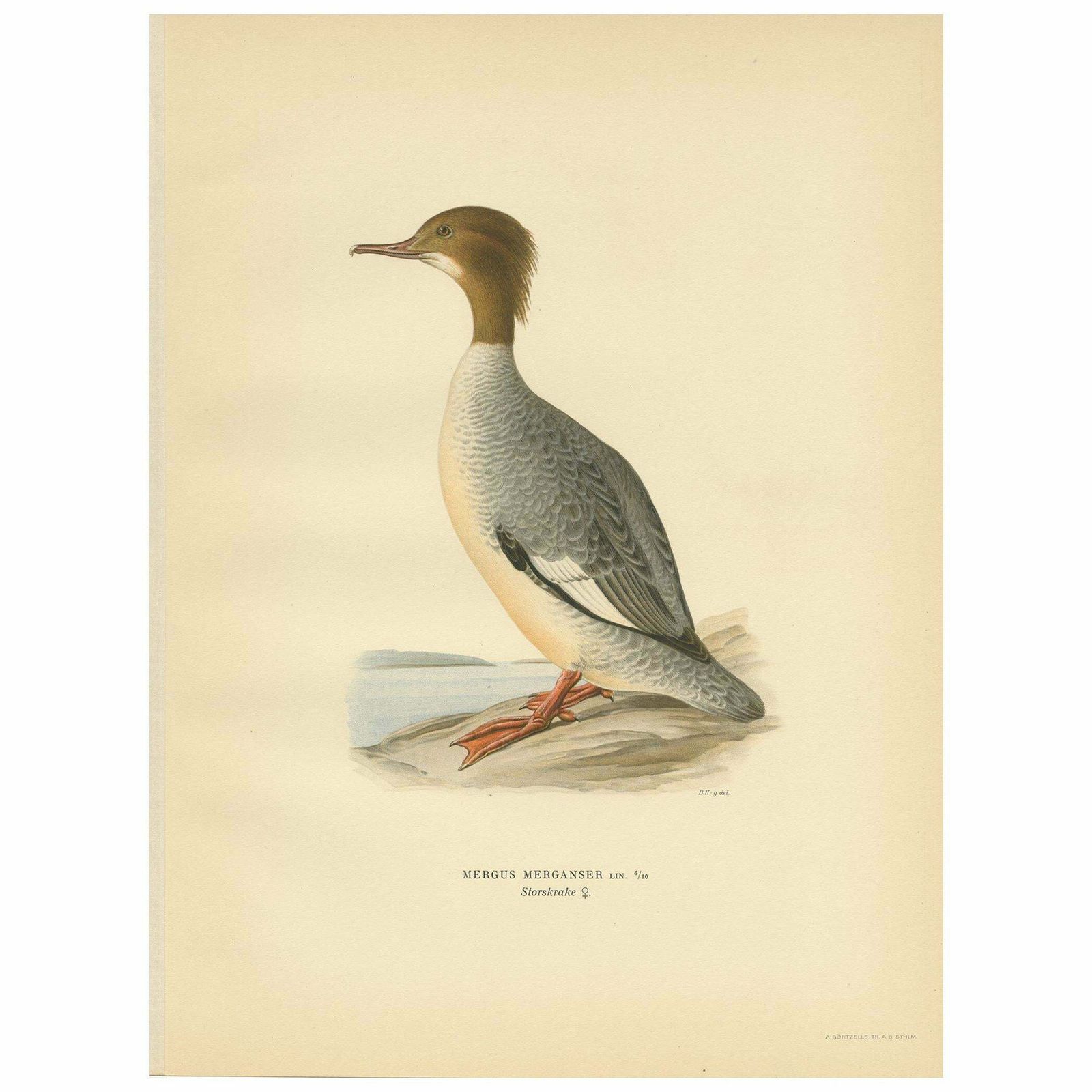 Antique Bird Print Of A Female Common Merganser By Von Wright, '1929'