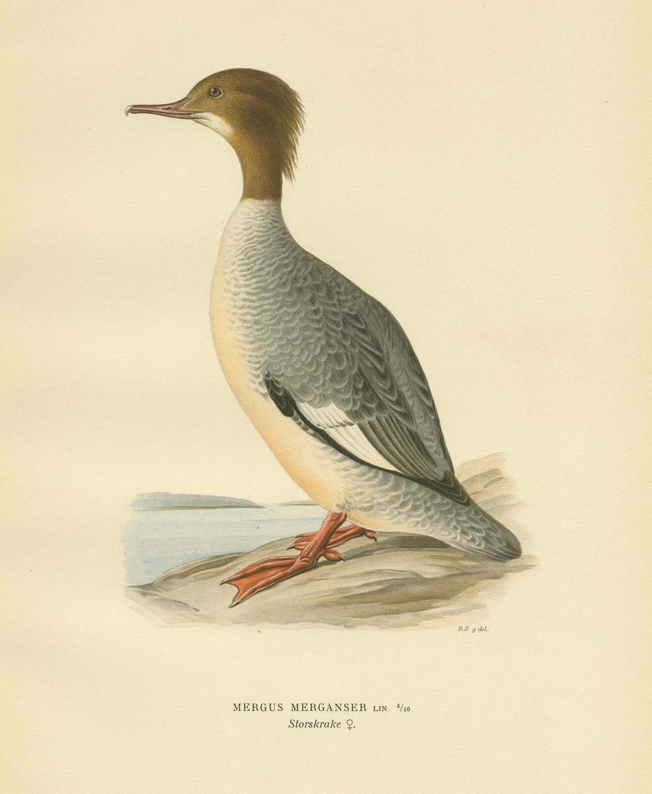 Antique Bird Print Of A Female Common Merganser By Von Wright, '1929' photo furniture
