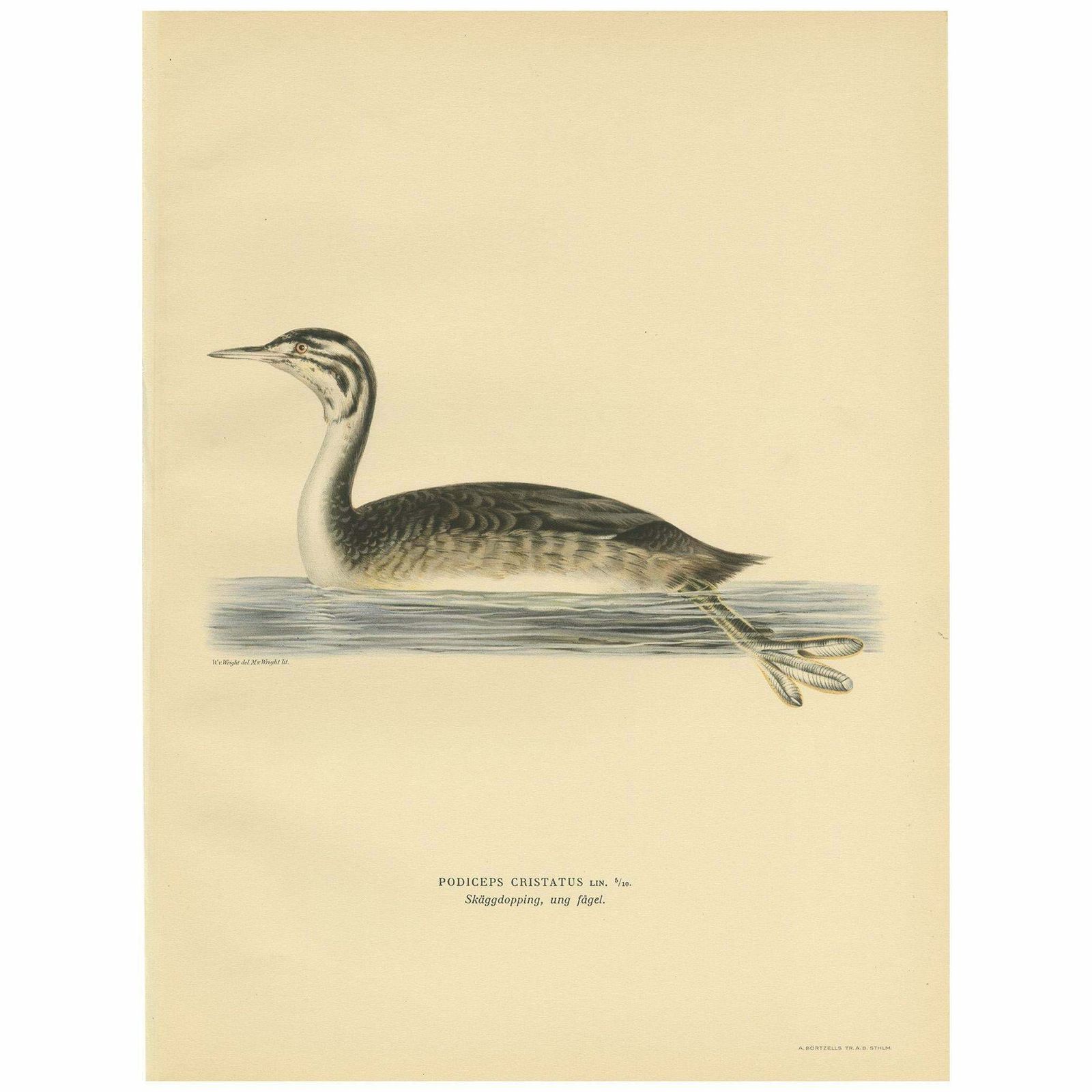 Antique Bird Print Of A Young Great Crested Grebe By Von Wright, 1929 £87.24