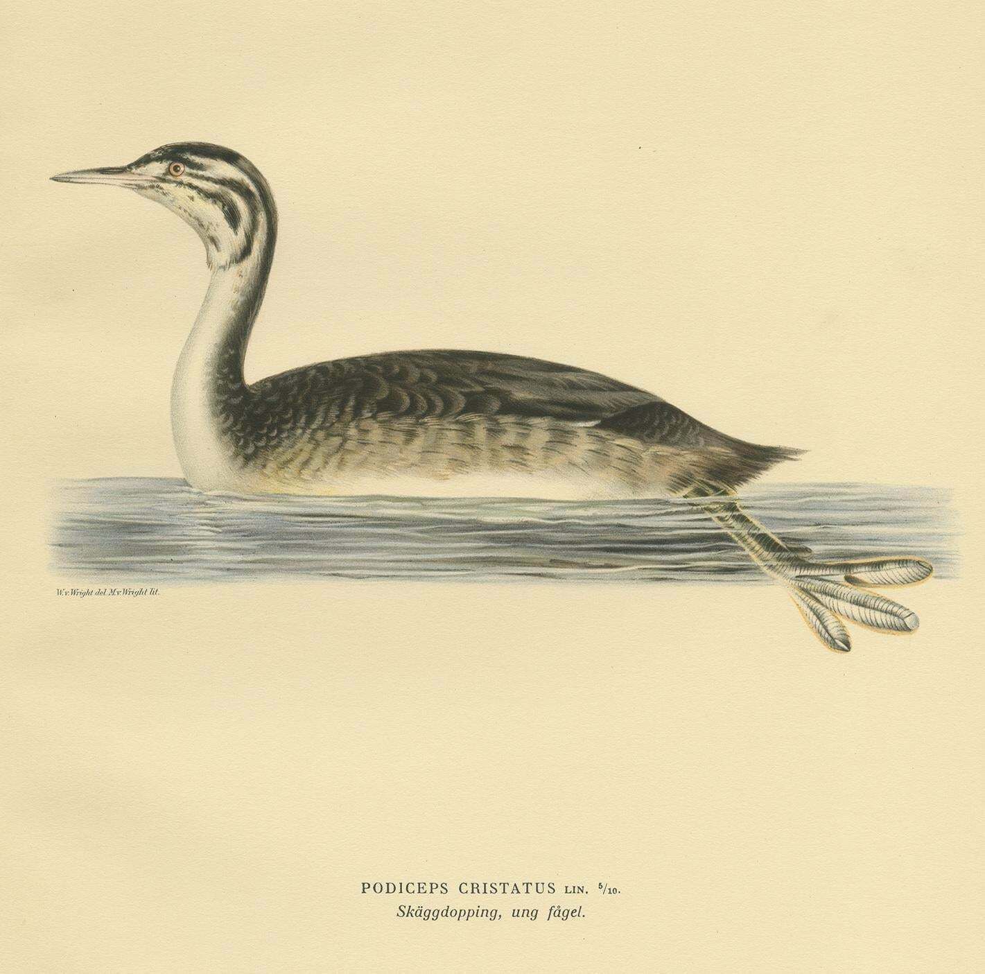 Antique Bird Print Of A Young Great Crested Grebe By Von Wright, 1929 £87.24 photo for sale