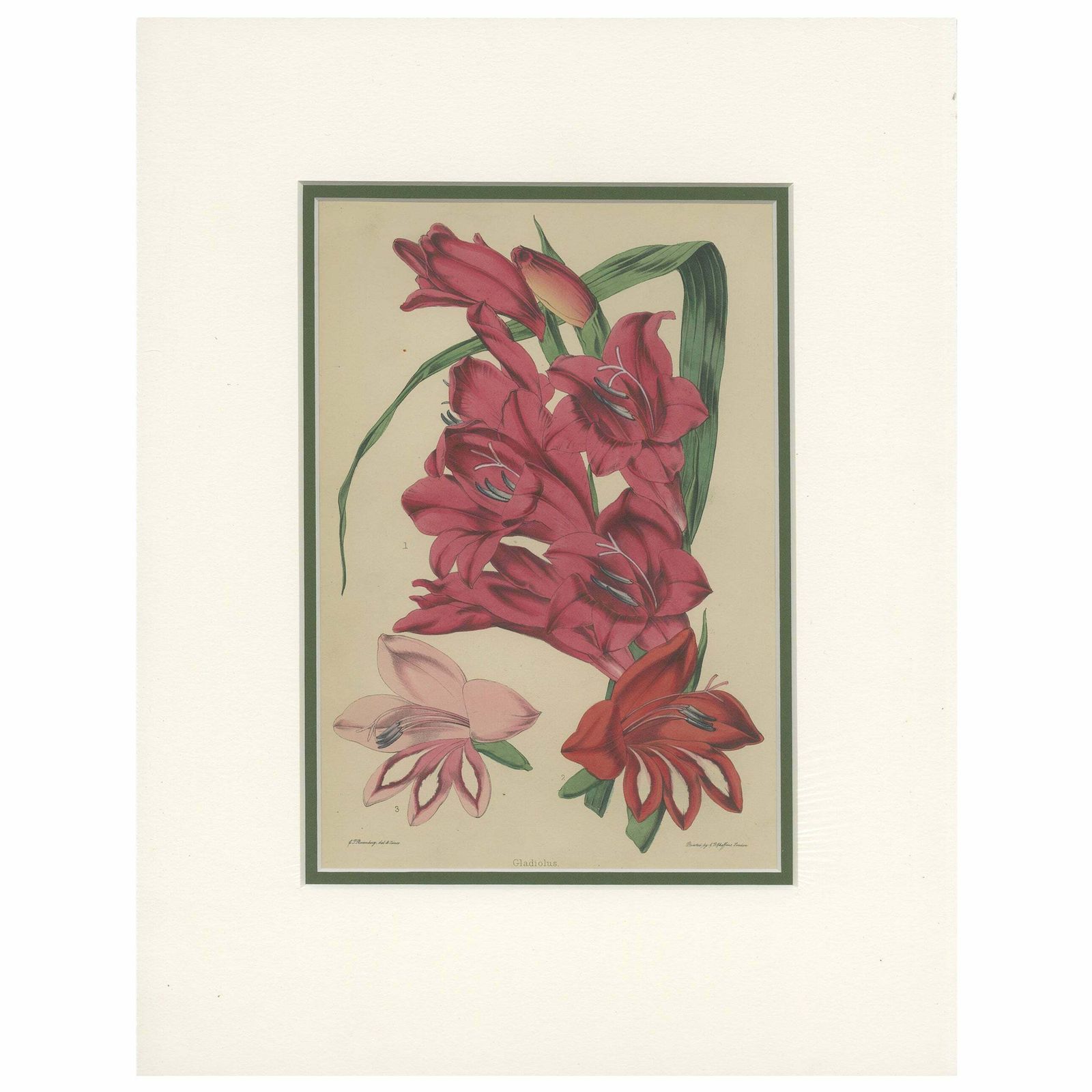 Antique Botany Print Of Gladiolus Varieties By Cheffins 'C.1850'
