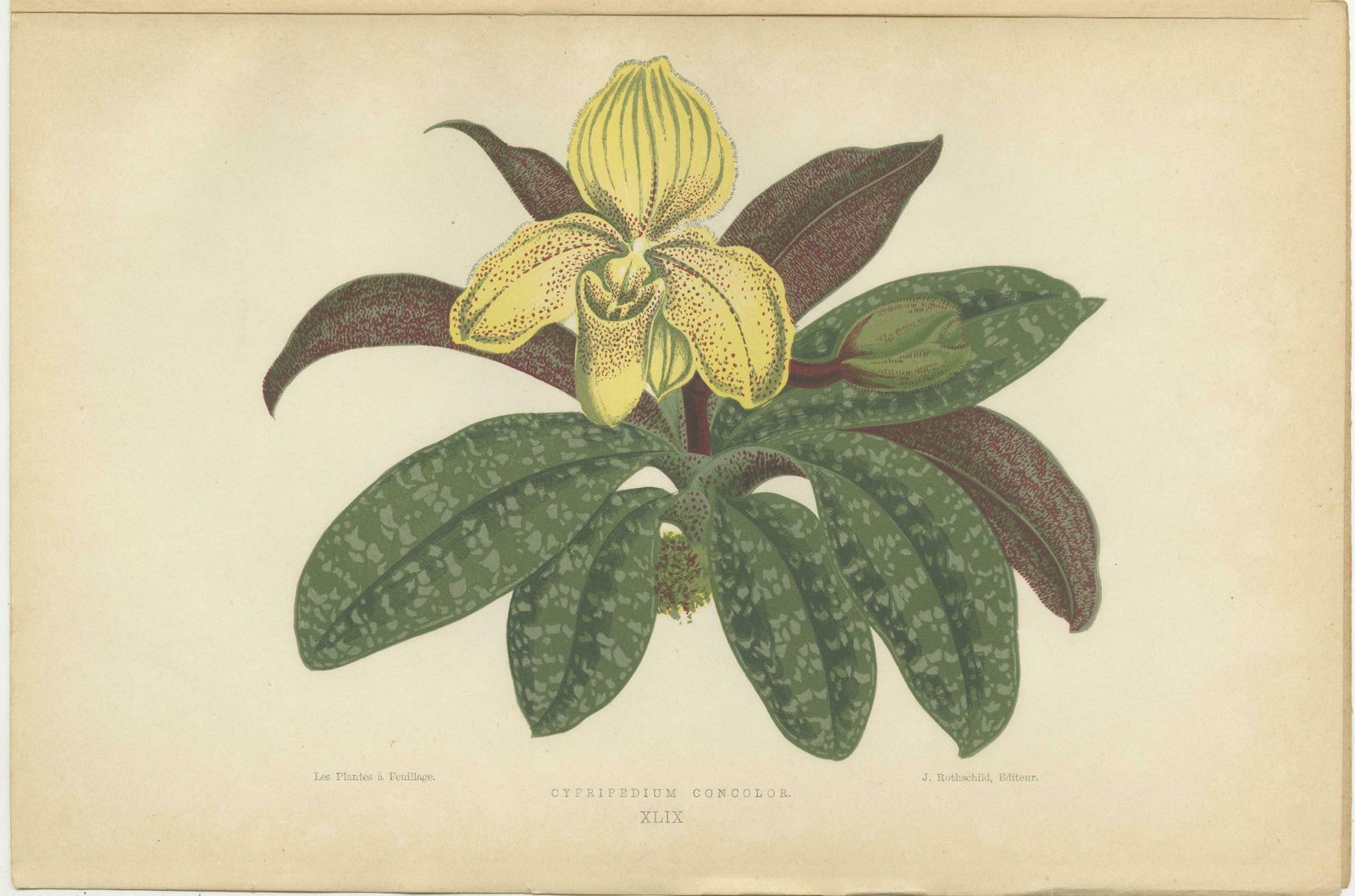 Trio Of Elegance: Vintage Botanical Prints, Published In 1880 photo for sale