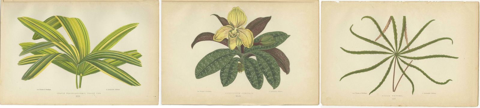 Trio Of Elegance: Vintage Botanical Prints, Published In 1880 photo 262.0