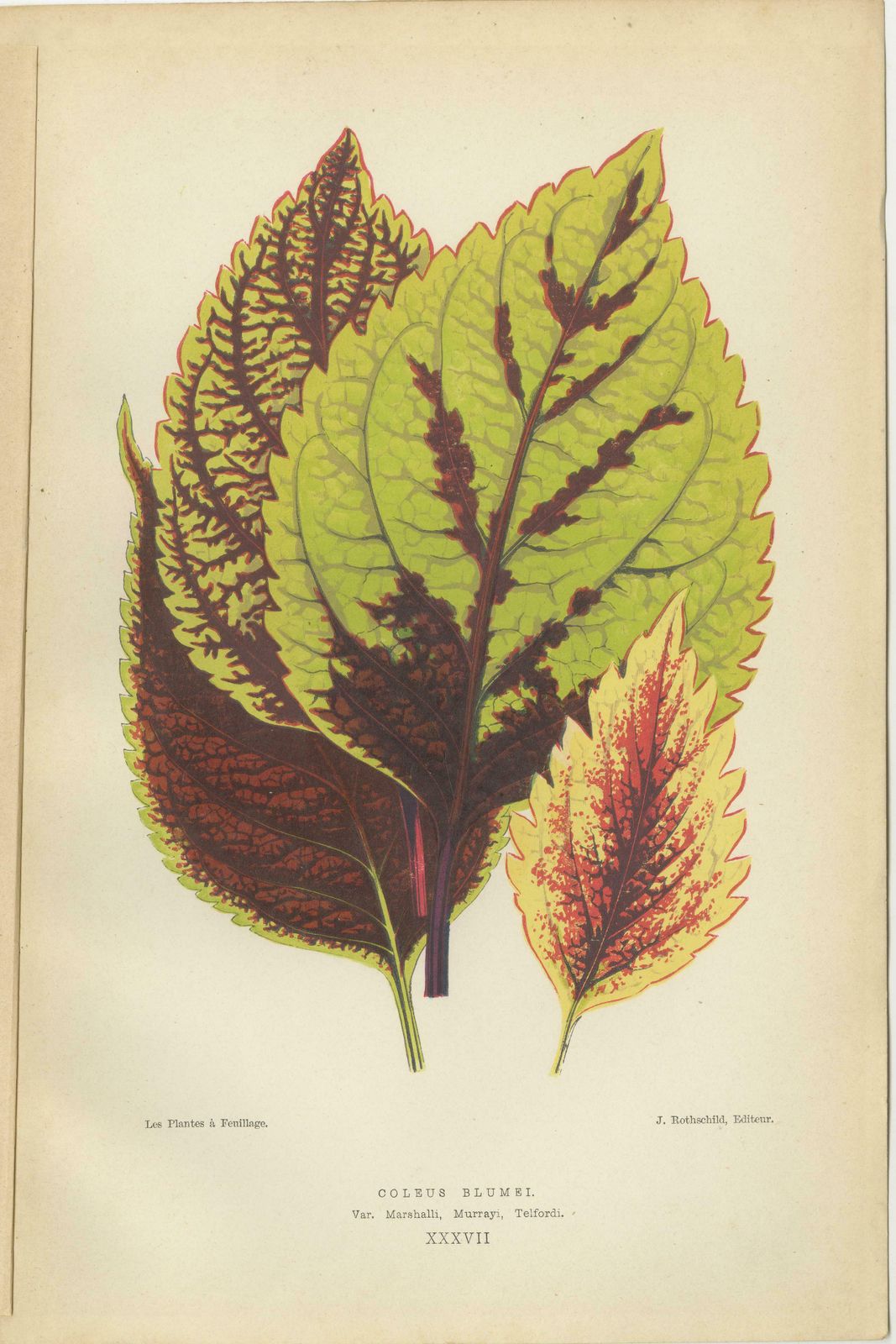 Heritage Botanicals: A Triptych Of 1880 Parisian Flora photo Art
