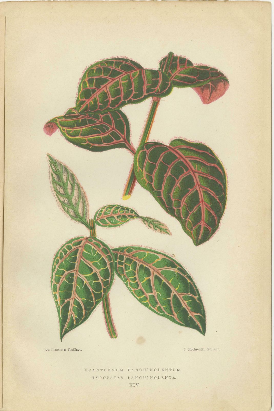 Botanical Elegance: Masterpieces Of Victorian Horticulture, Published In 1880 photo furniture