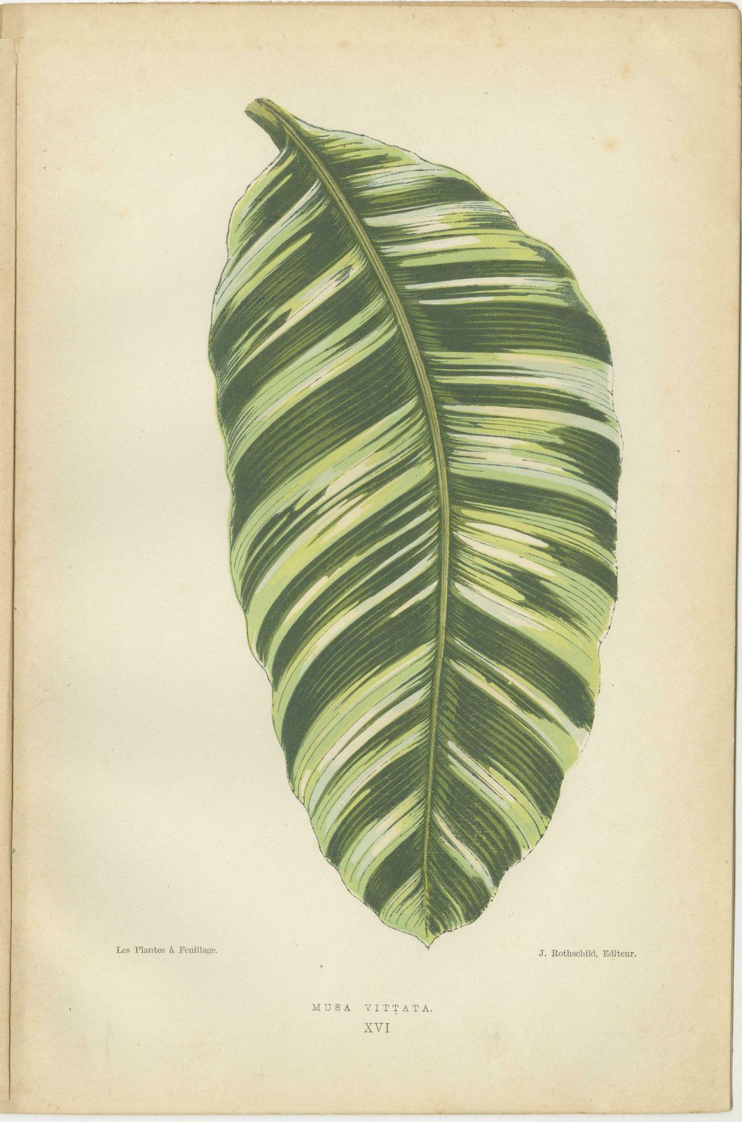 Botanical Elegance: Masterpieces Of Victorian Horticulture, Published In 1880 photo Art
