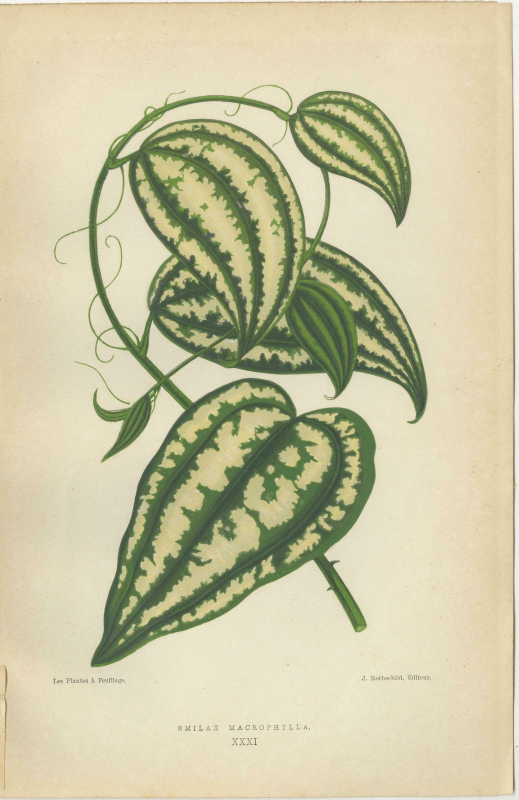 Verdant Splendor: Botanical Illustrations Of Foliage From 1880 photo furniture