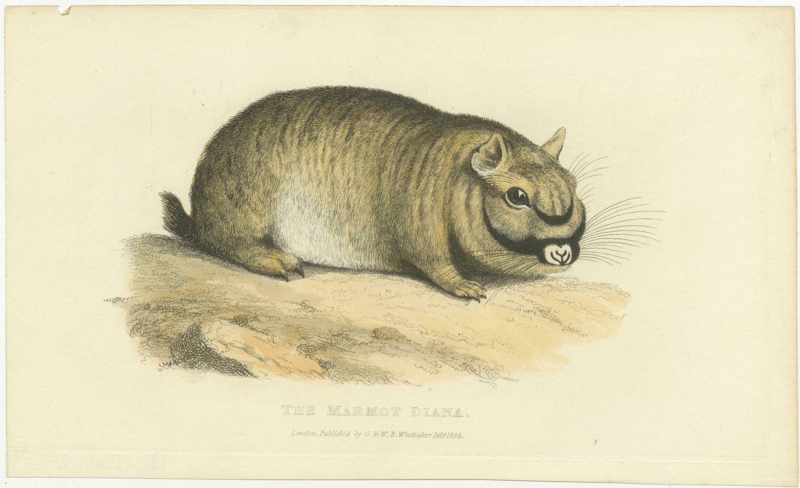 Original Antique Print Of Marmot Diana, An Unknown Variety Of A Groundhog, 1824