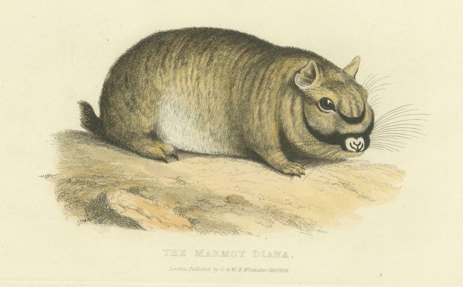 Original Antique Print Of Marmot Diana, An Unknown Variety Of A Groundhog, 1824 photo furniture