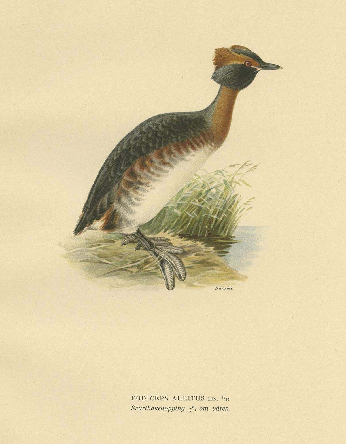 Antique Bird Print Of The Horned Grebe By Von Wright, 1929 photo furniture