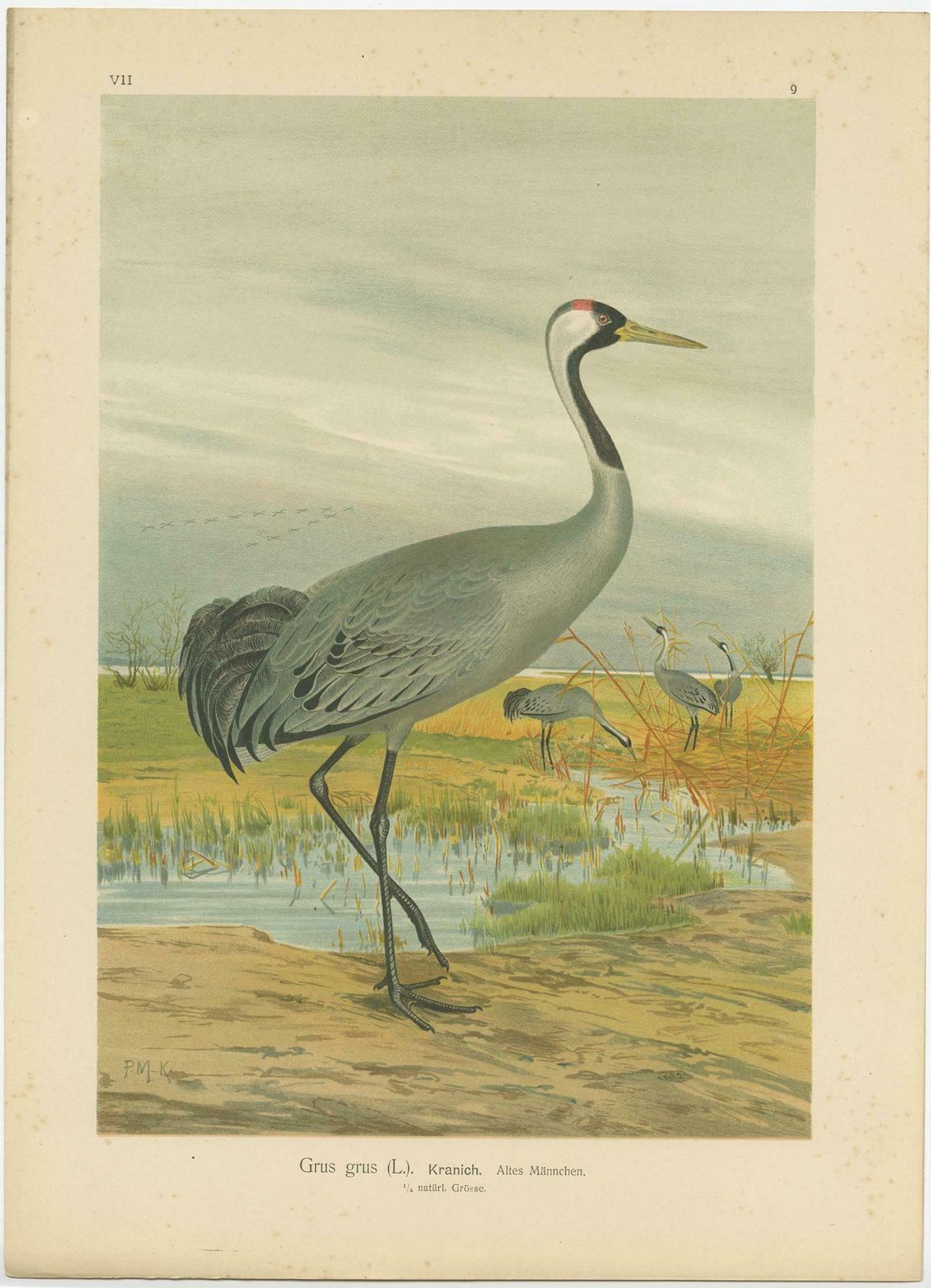 Antique Bird Print Of The Common Crane By Naumann, Circa 1895 photo Art