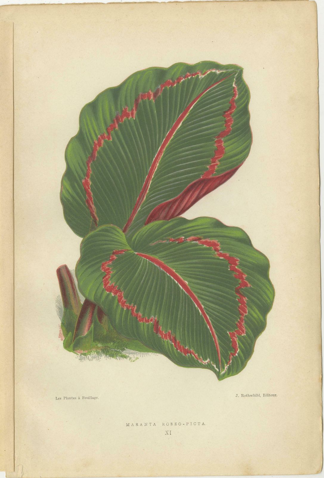 Vibrant Elegance: Botanical Illustrations Of Foliage From 1880 Paris photo for sale
