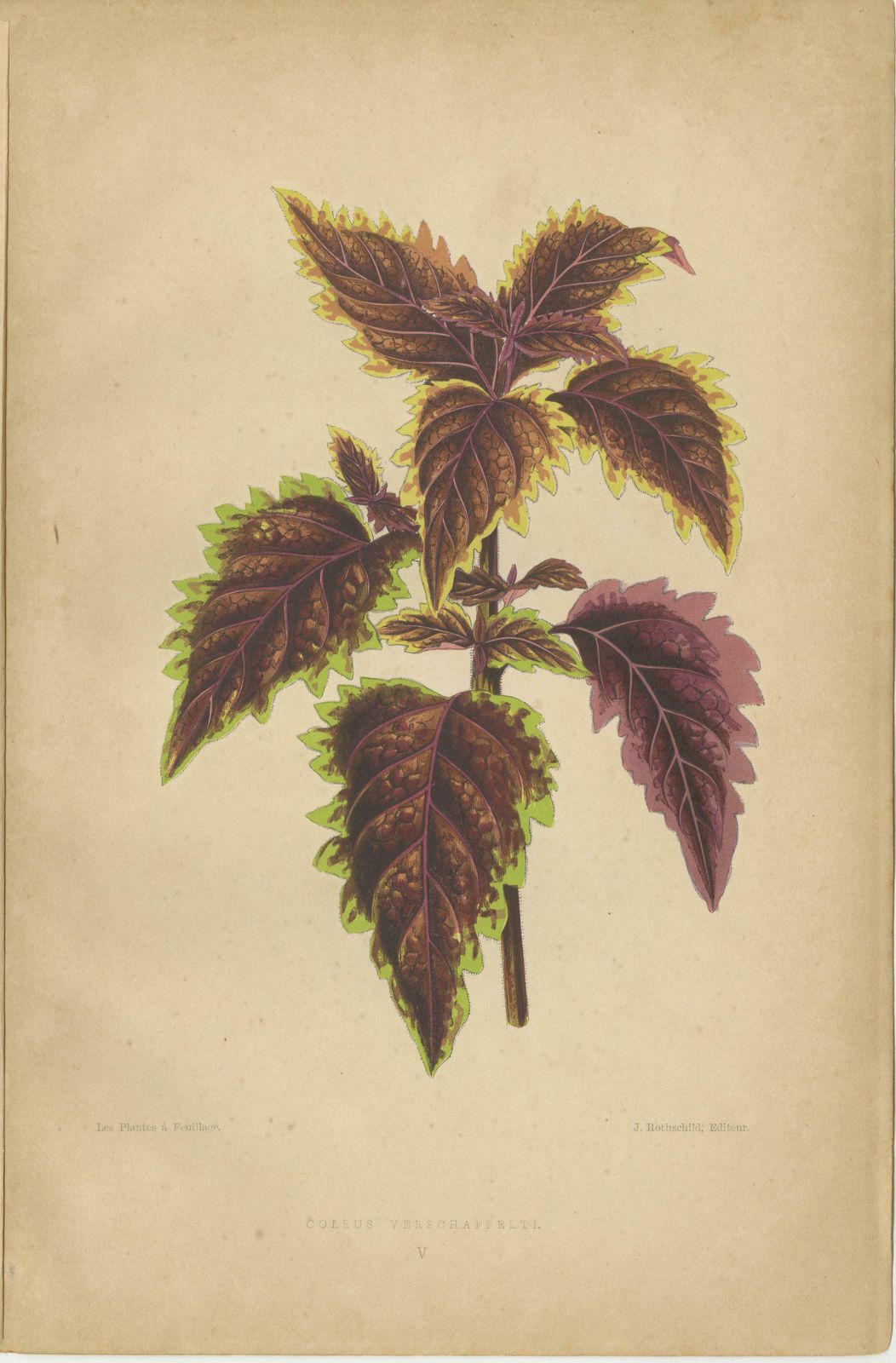 Victorian Elegance: A Trio Of Ornamental Foliage From 1880 Paris photo for sale