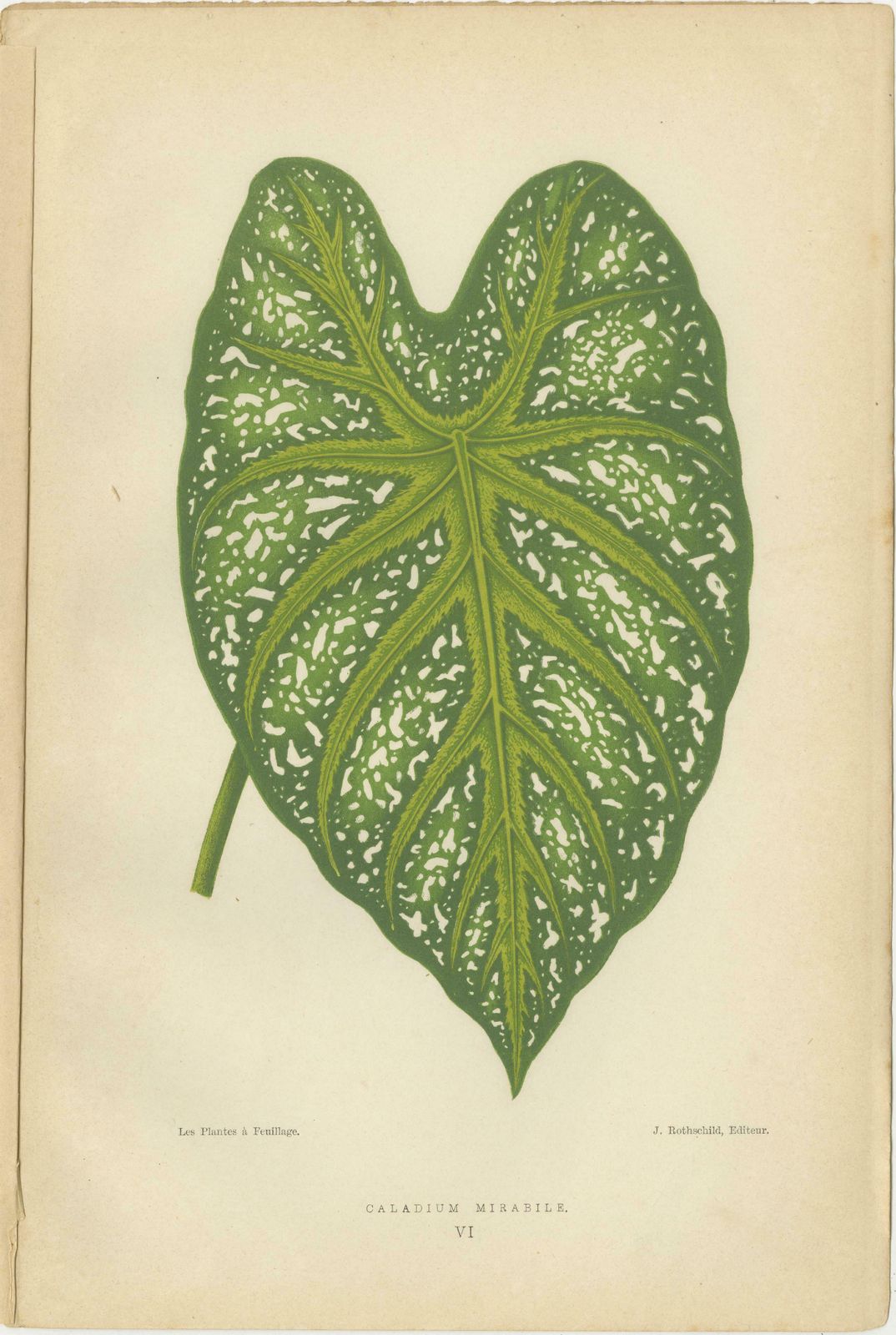 Victorian Elegance: A Trio Of Ornamental Foliage From 1880 Paris photo Art