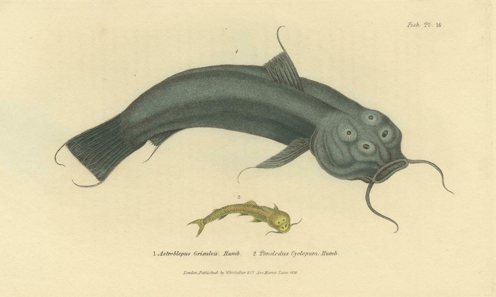 Antique Print With Hand Coloring Of Catfish Species photo Art