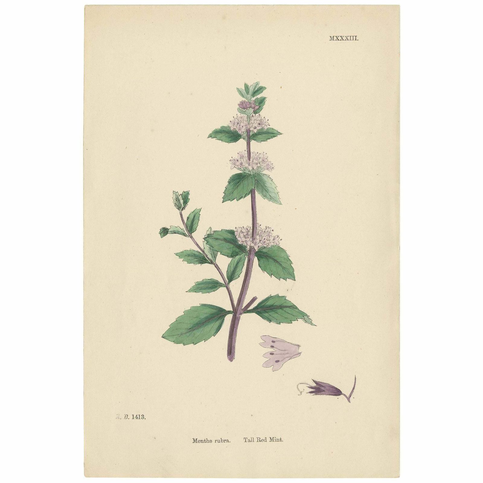 Antique Botany Print 'Tall Red Mint' By J. Sowerby, Circa 1860