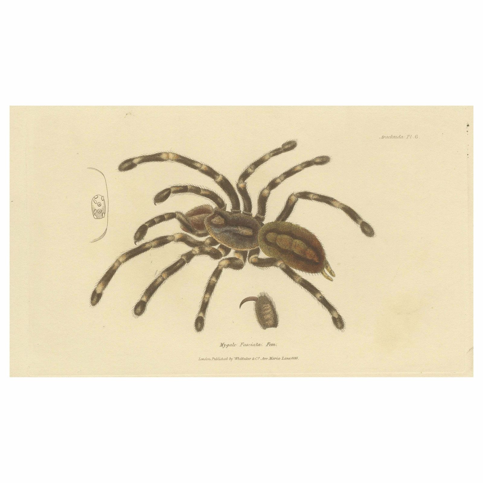Antique Print Of A Female Sri Lanka Ornamental Tiger Spider Or Tarantula, 1833