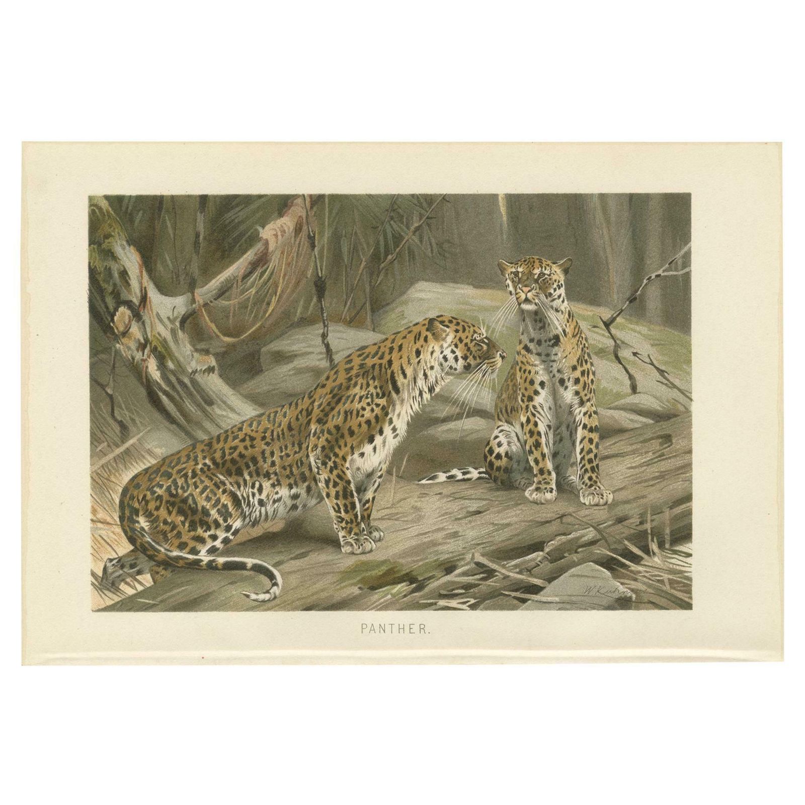 Antique Print Of Panthers By Brehm 'C.1890'