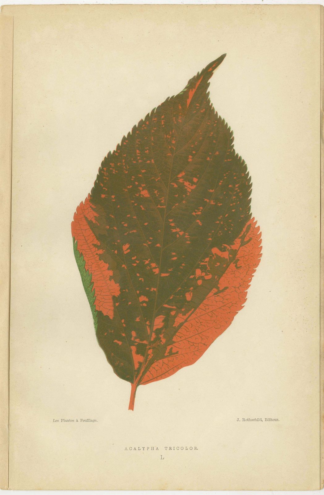 Botanical Elegance: A Trio Of Antique Foliar Portraits, Published In 1880 photo furniture