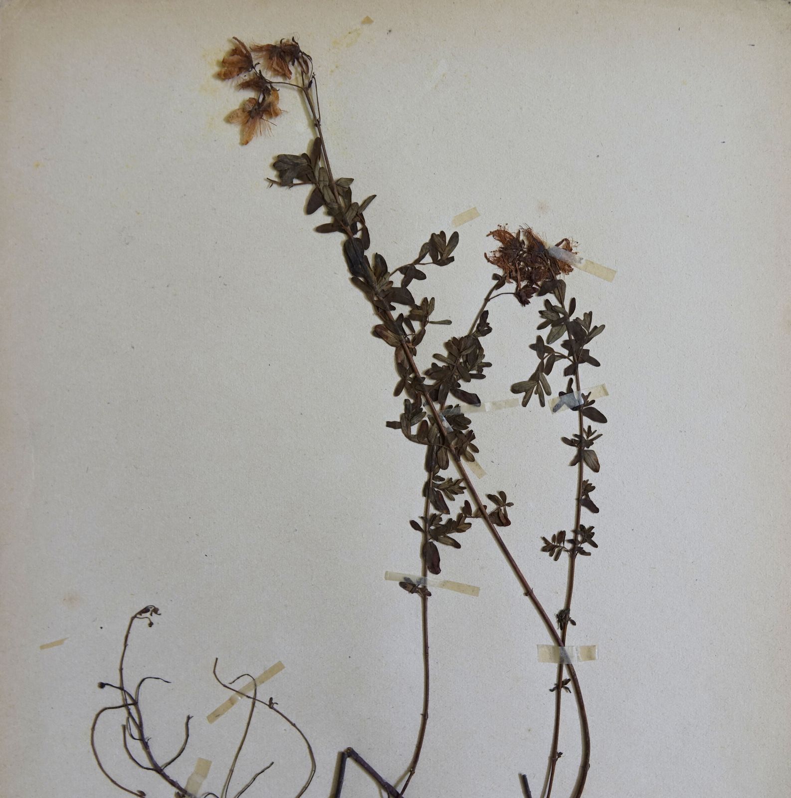 Antique Framed Herbariums. Attributed With Date, Botanist And Location. Sweden photo 104.0