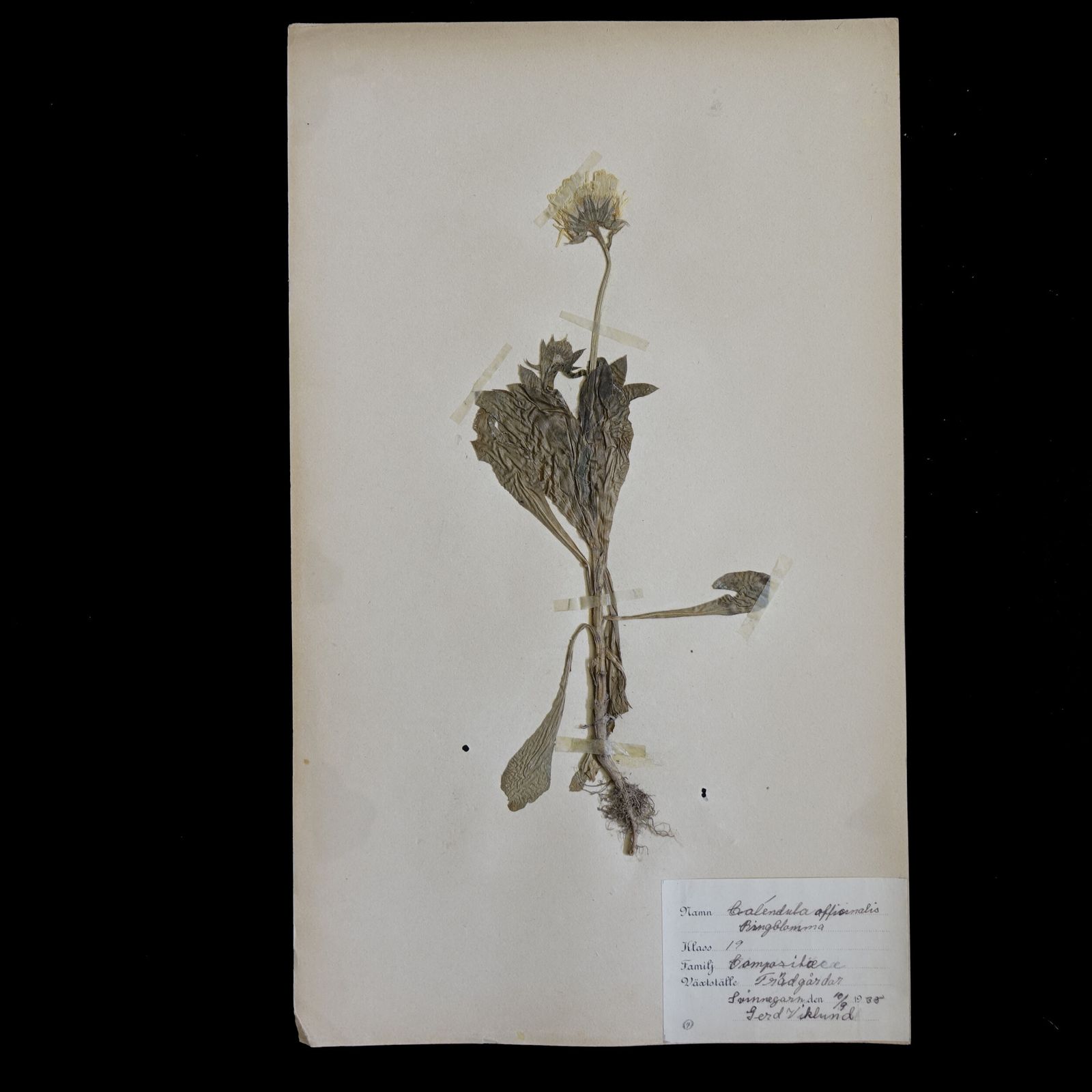Antique Framed Herbariums. Attributed With Date, Botanist And Location In Sweden photo Art