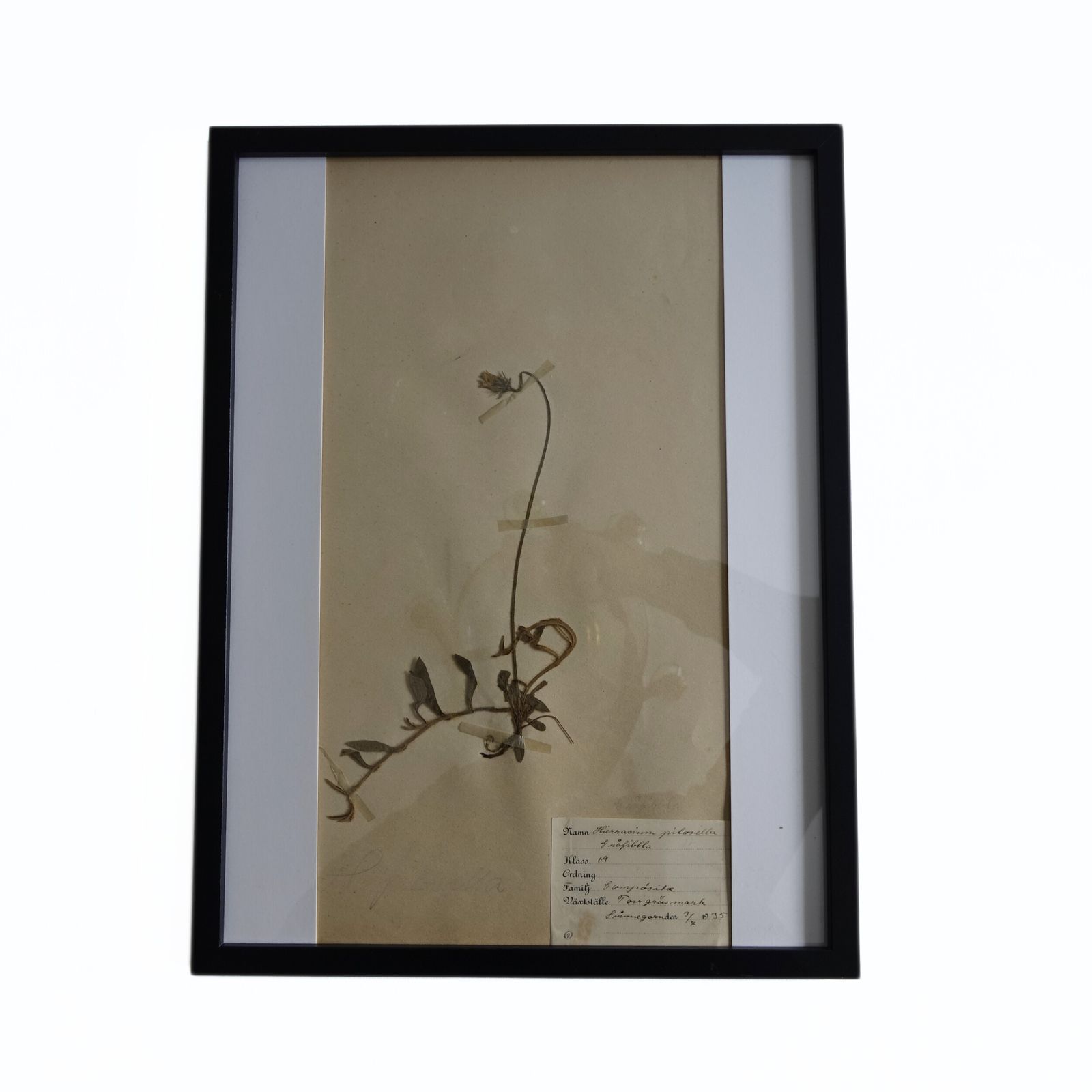Antique Framed Herbariums. Attributed With Date, Botanist And Location In Sweden