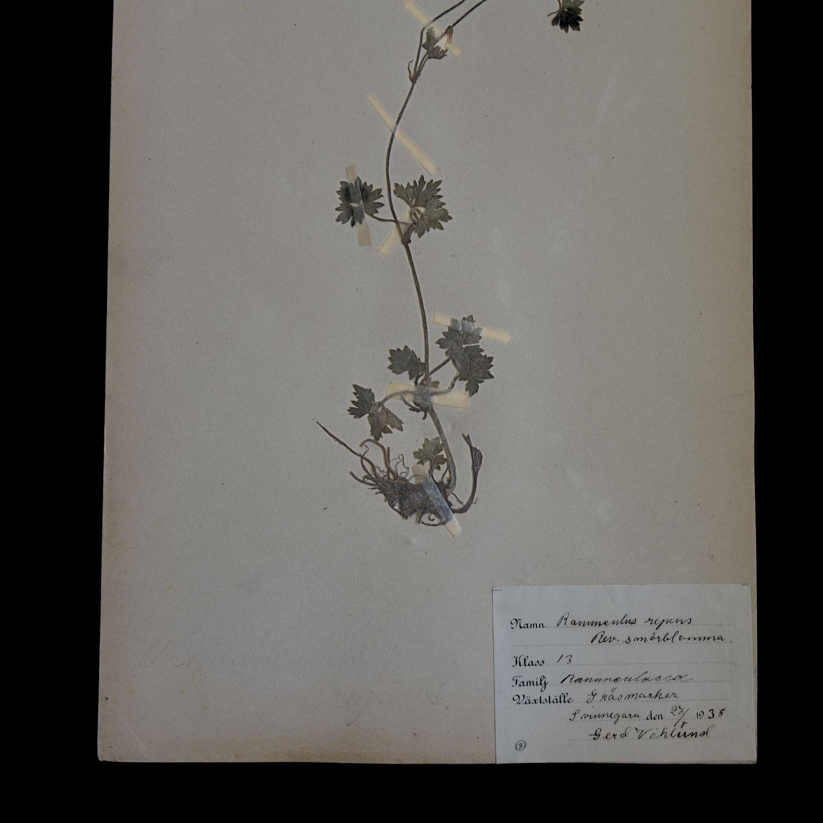 Antique Framed Herbariums. Attributed With Date, Botanist And Location In Sweden photo Art