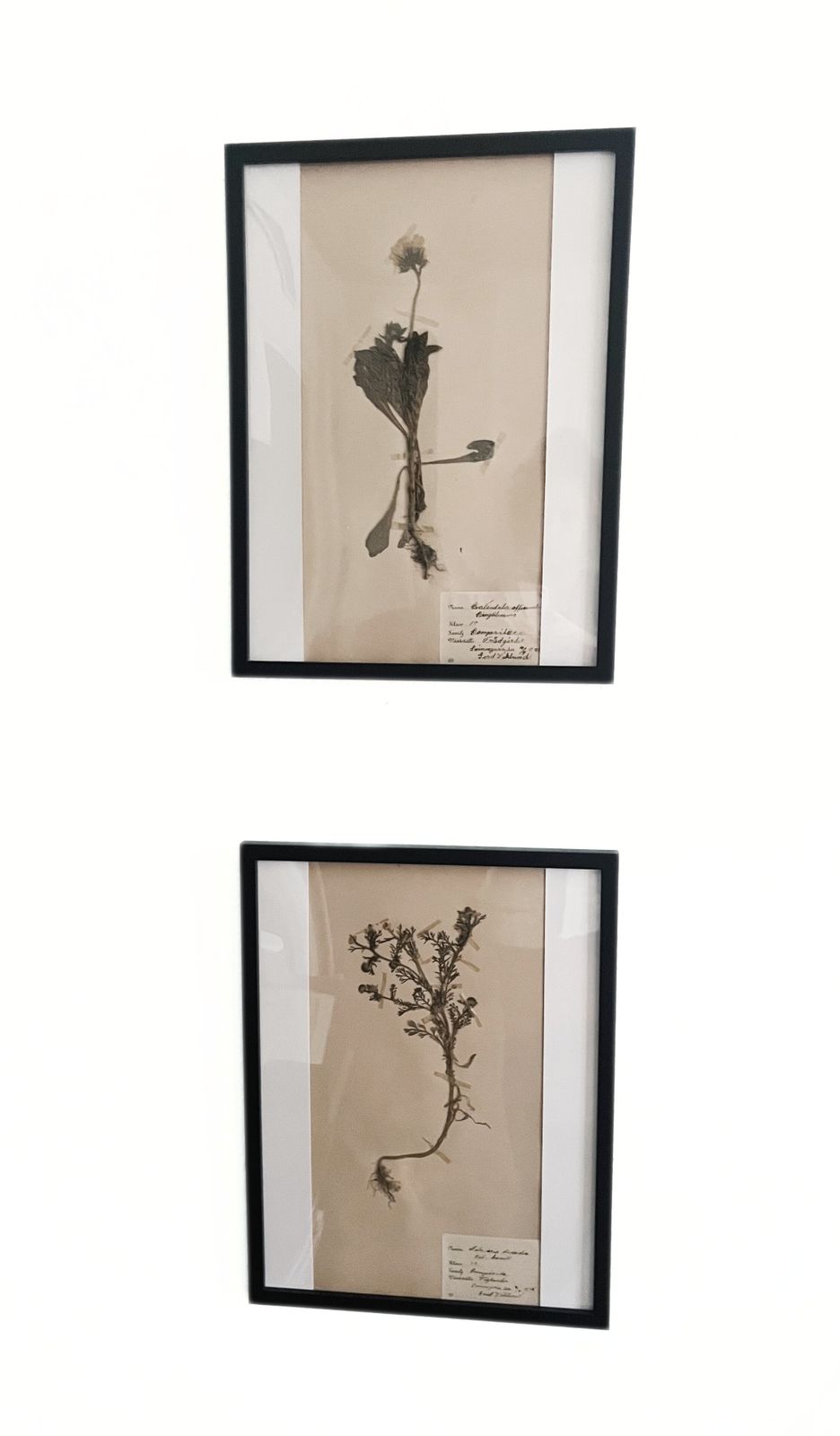 Antique Framed Herbariums. Attributed With Date, Botanist And Location In Sweden photo 104.0