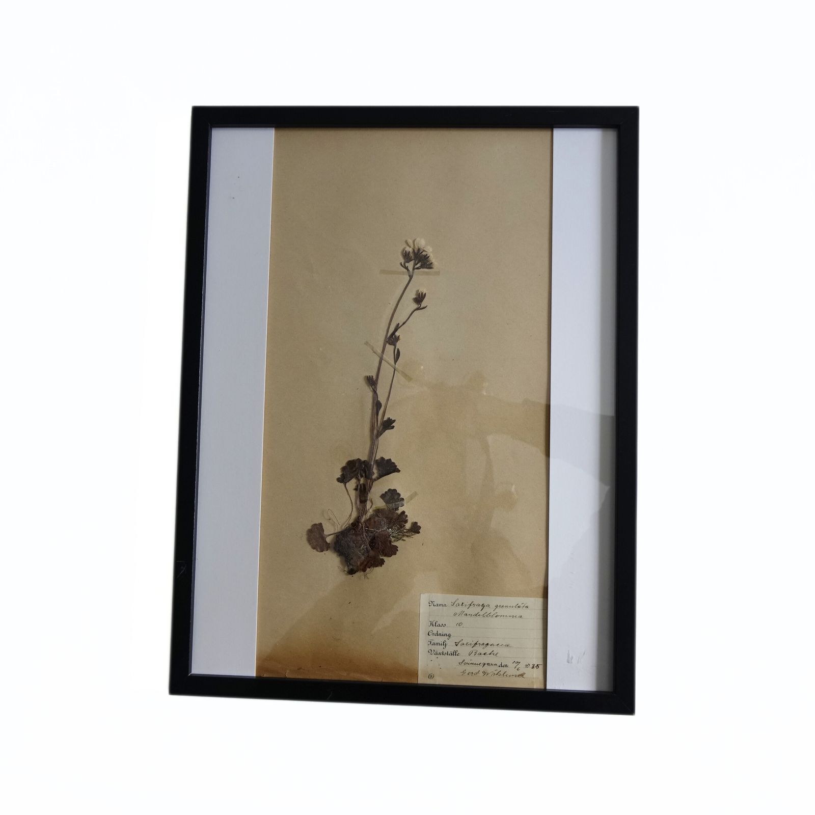 Antique Framed Herbariums. Attributed With Date, Botanist And Location In Sweden