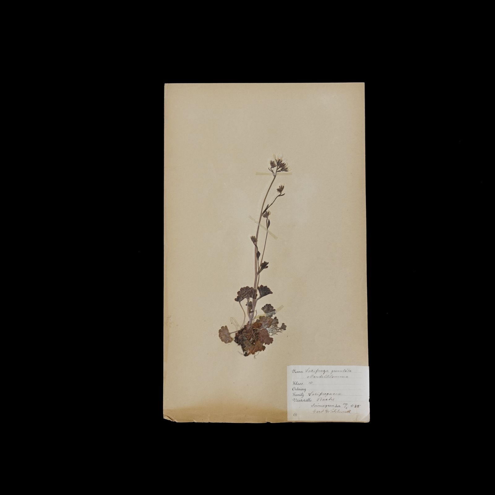 Antique Framed Herbariums. Attributed With Date, Botanist And Location In Sweden photo for sale