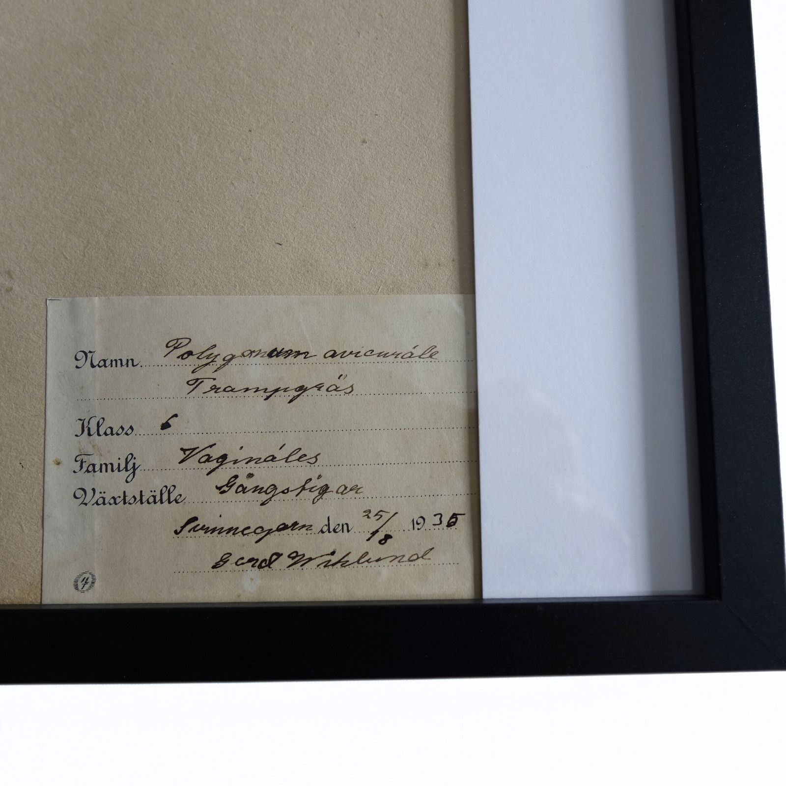 Antique Herbarium. Different Floral Species Picked In Sweden 1890 1950s. photo for sale
