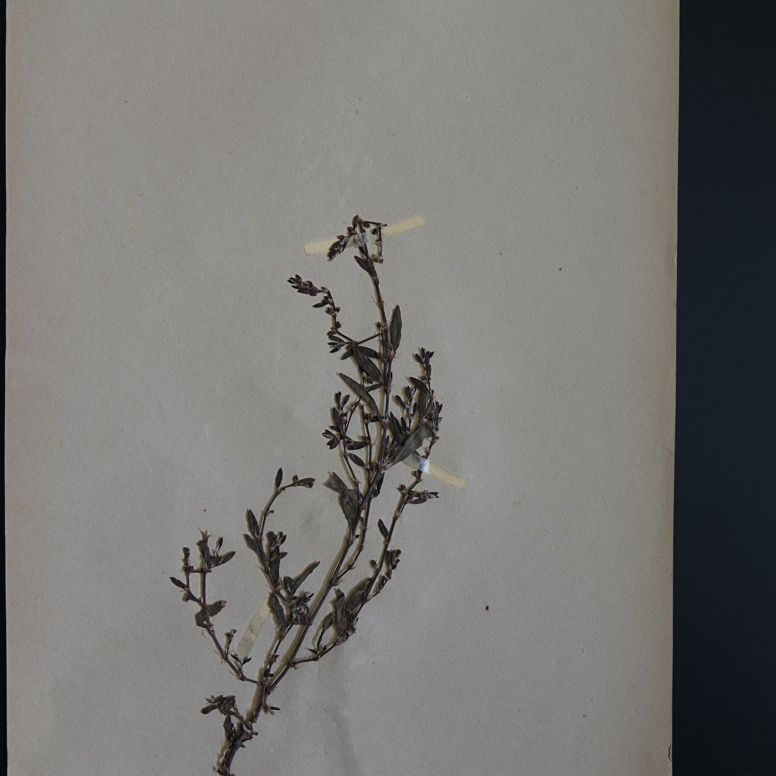 Antique Herbarium. Different Floral Species Picked In Sweden 1890 1950s. photo vinterior
