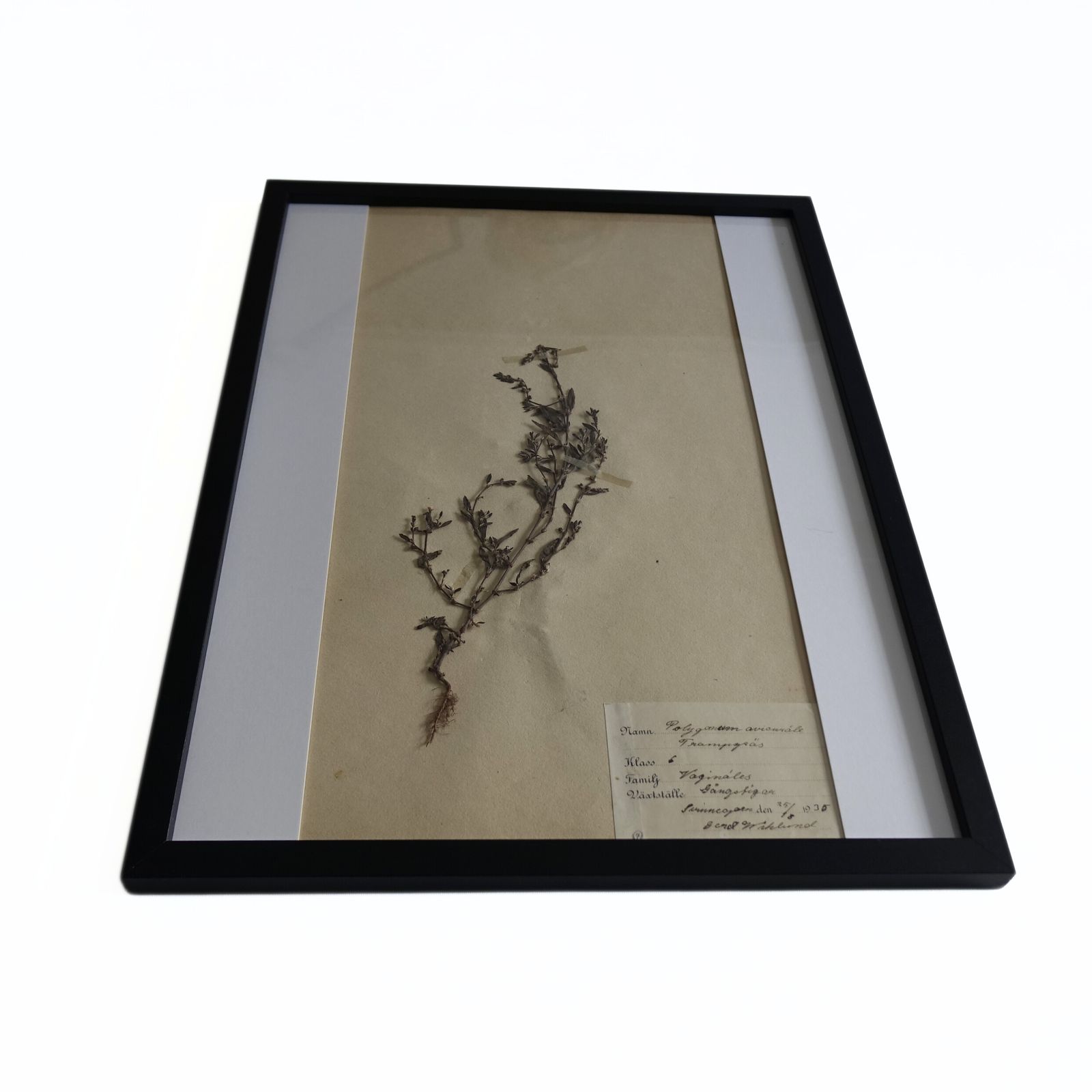 Antique Herbarium. Different Floral Species Picked In Sweden 1890 1950s. photo buy