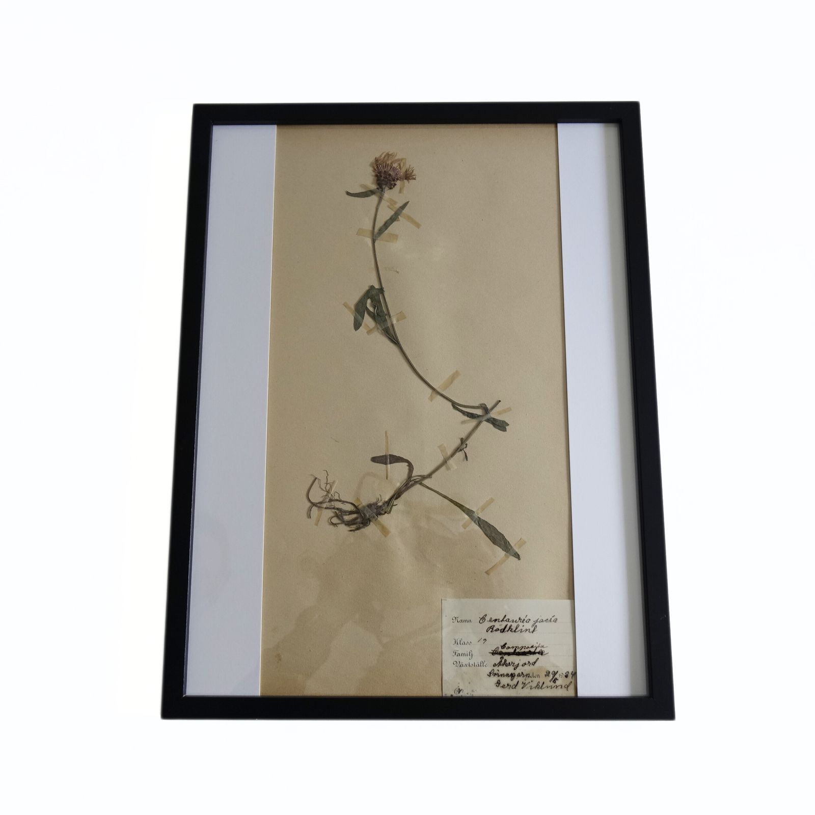 Antique Framed Herbariums. Attributed With Date, Botanist And Location In Sweden