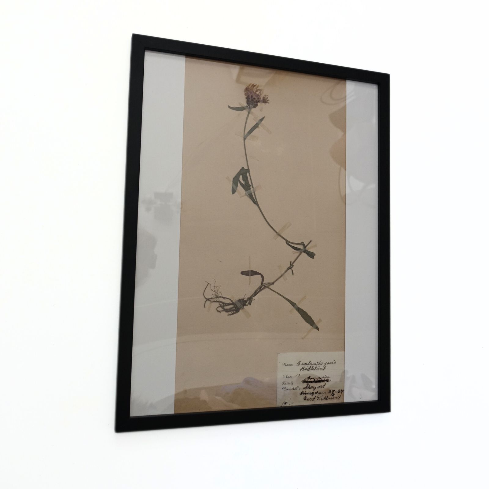 Antique Framed Herbariums. Attributed With Date, Botanist And Location In Sweden photo buy