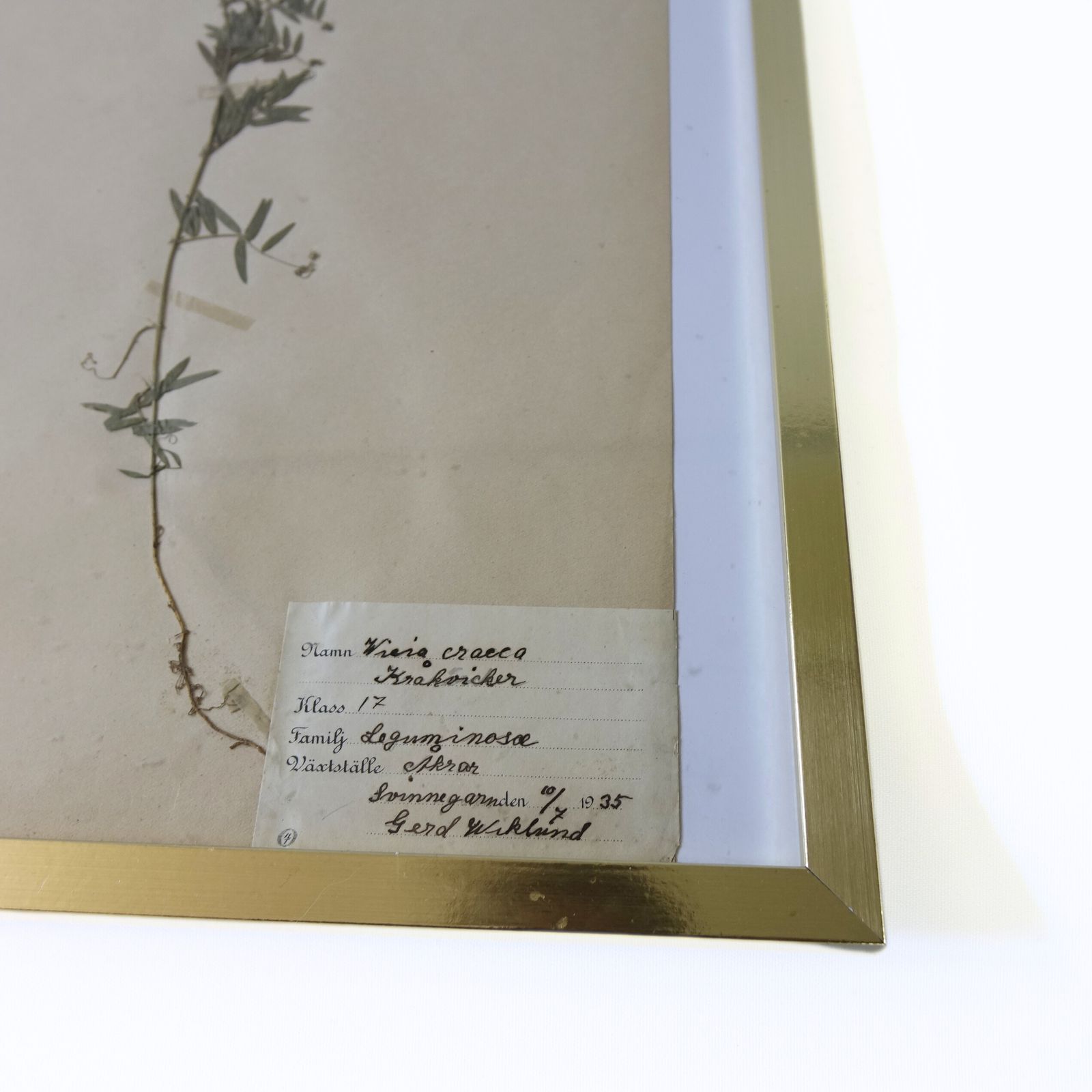 Antique Herbarium. Framed. Different Floral Species Picked In Sweden 1890 1950s photo for sale