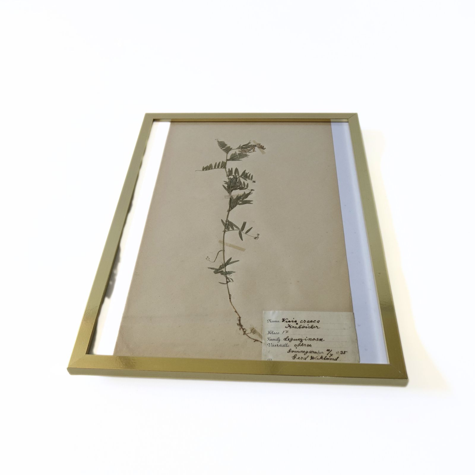 Antique Herbarium. Framed. Different Floral Species Picked In Sweden 1890 1950s photo Art
